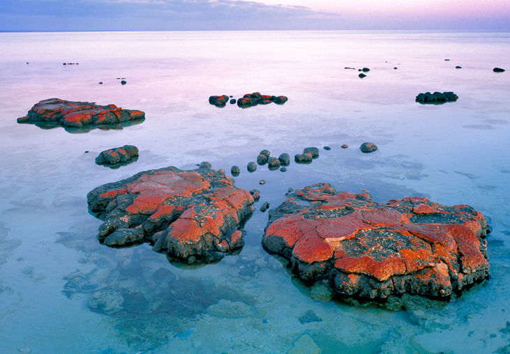 Red Stromatolite White Gold Louis Moinet Tourbillon
